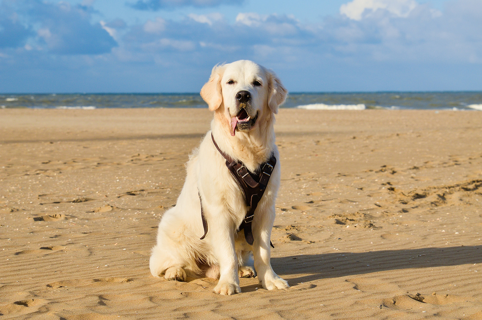 golden retriever at the beach - Rosecrans Veterinary Clinic