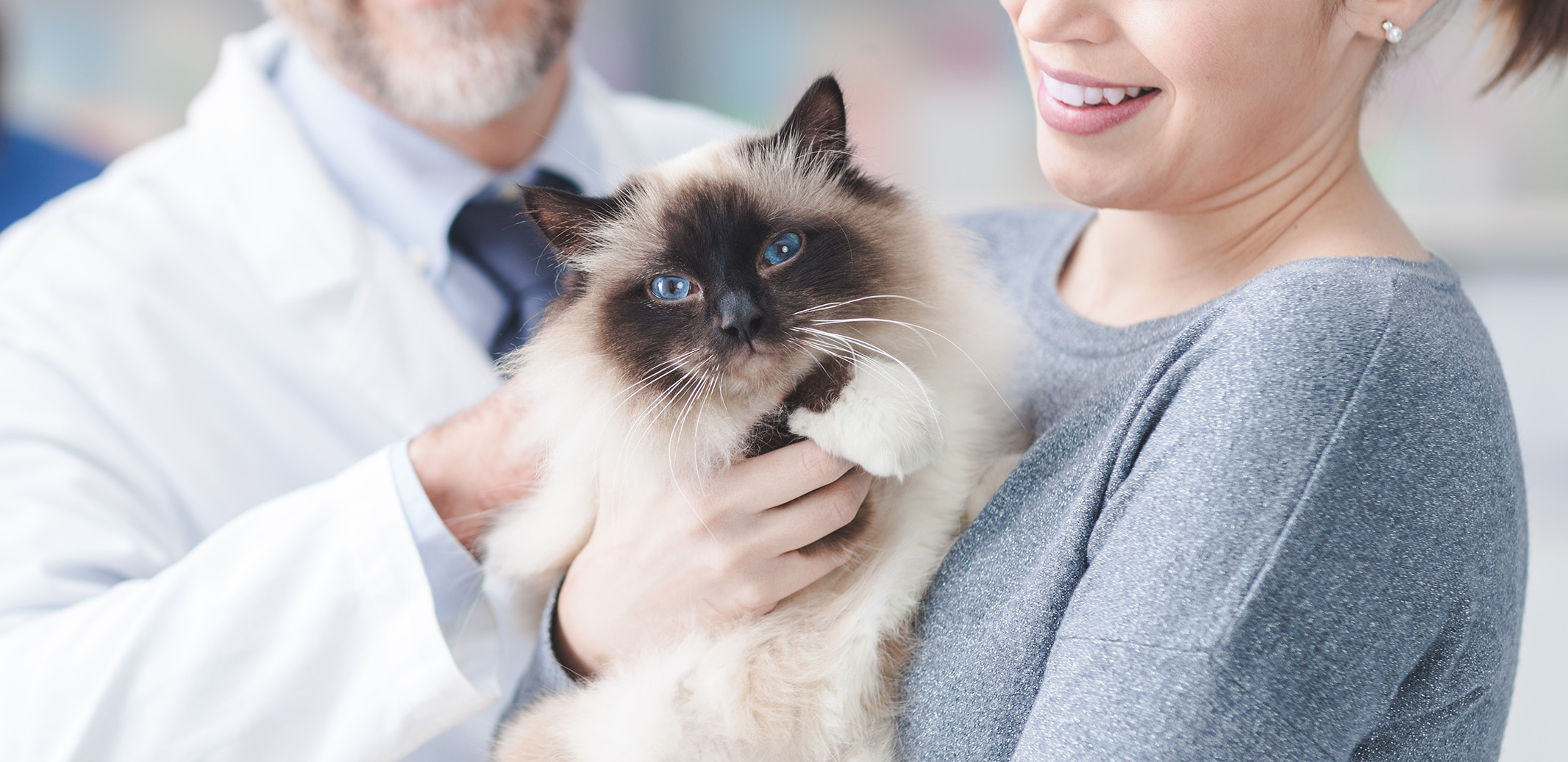 cat being held at vet - Rosecrans Veterinary Clinic