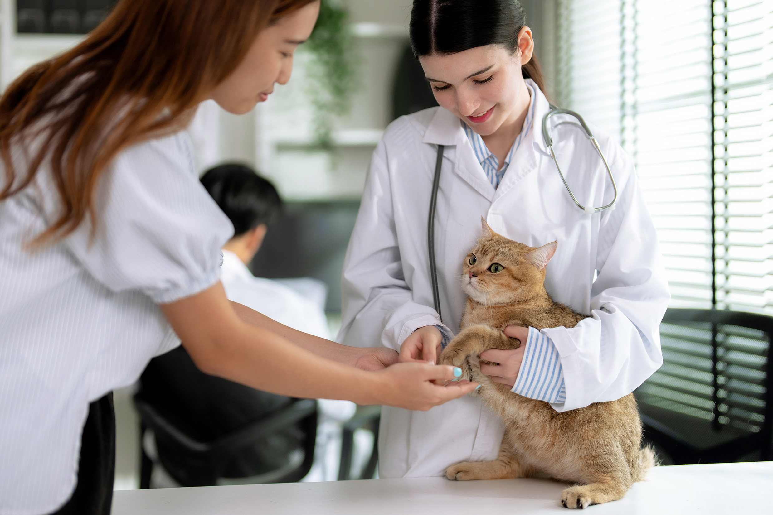 cat vet appointment in Hawthorne, CA