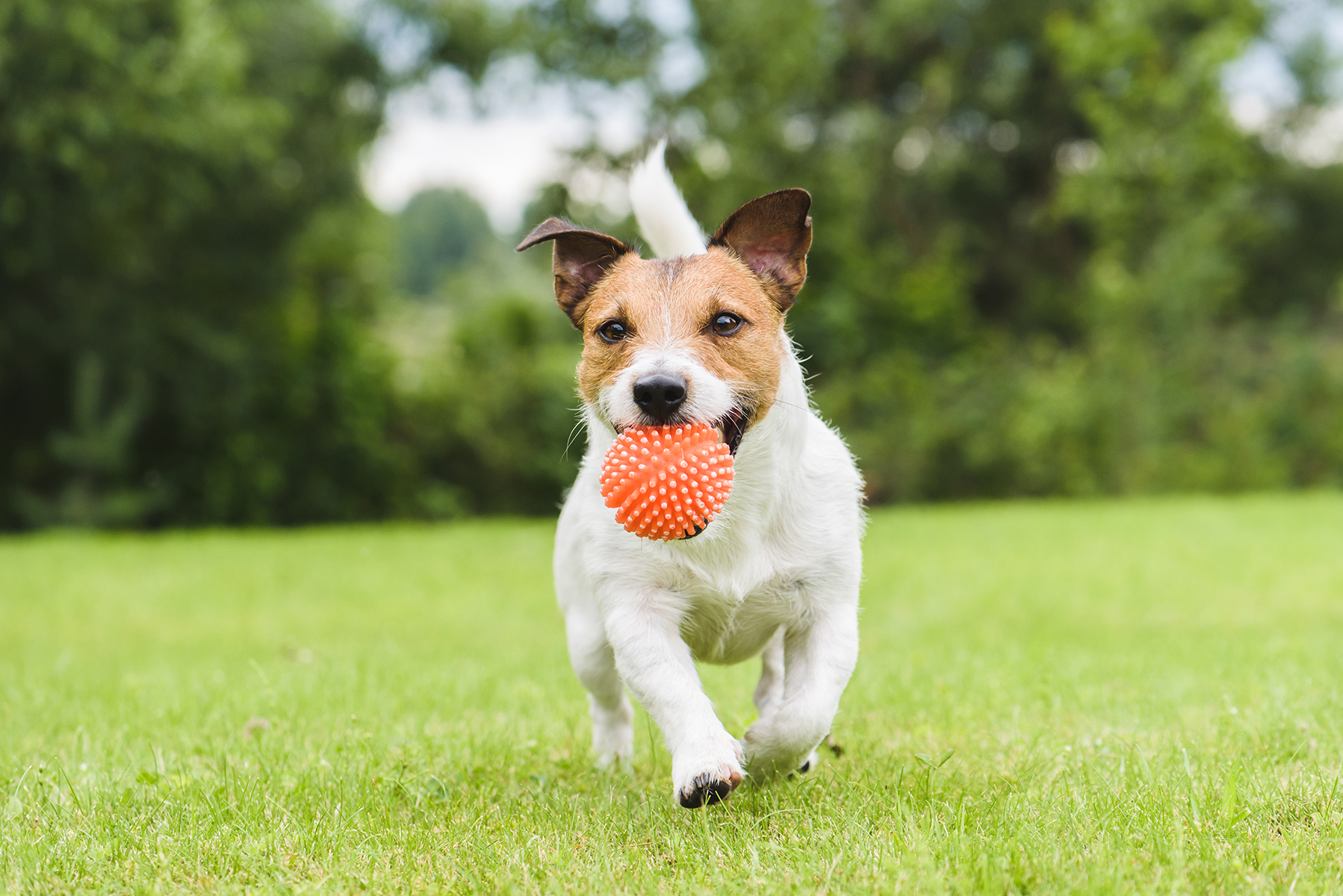 Veterinary allergy treatment in Hawthorne, CA