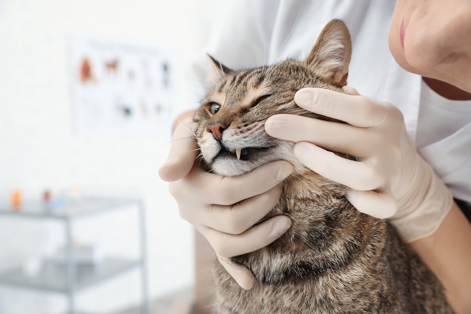 cat during dental checkup at rosecrans veterinary clinic in california