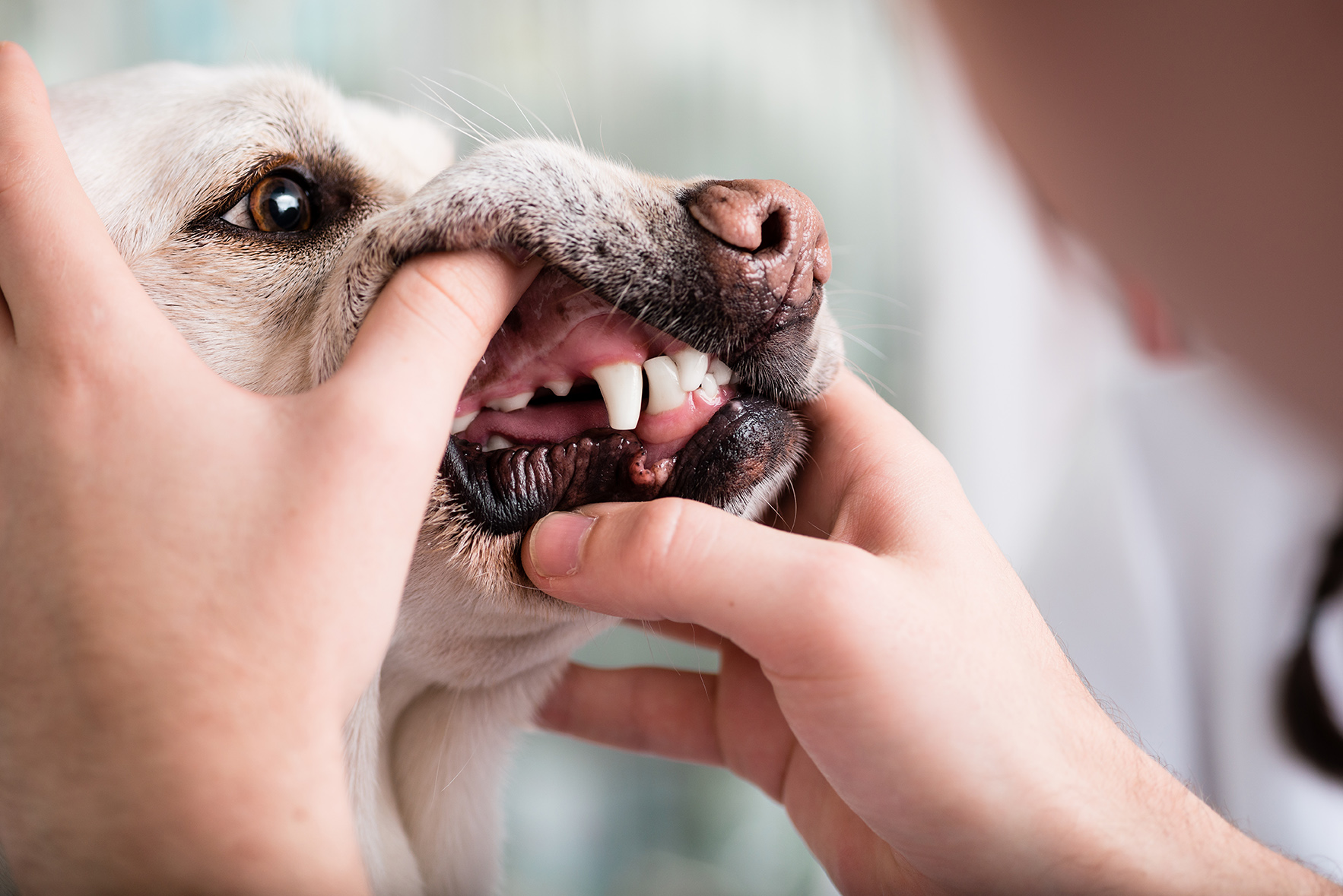 dog during pet dental appointment at rosecrans veterinary clinic