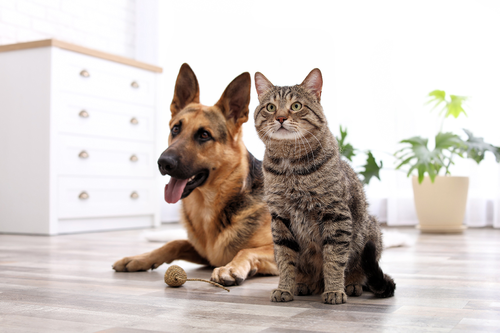 dog and cat after Veterinary Anesthesia at rosecrans veterinary clinic