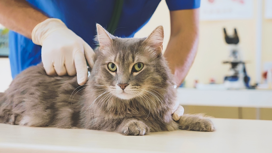 cat during animal blood test at rosecrans veterinary clinic in hawthorne california