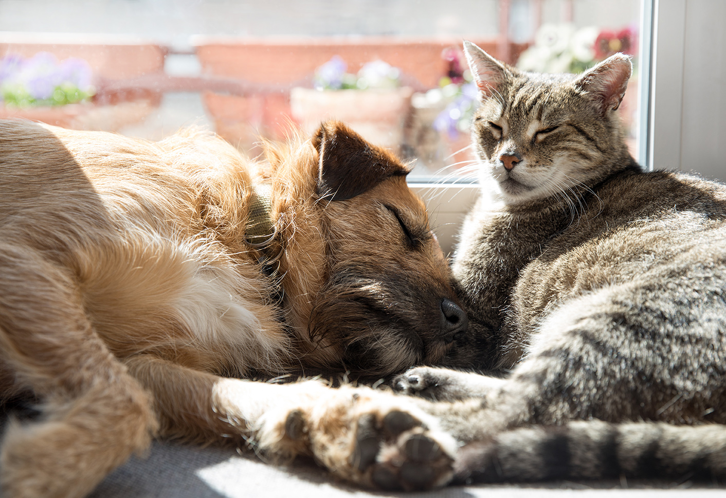 dog and cat sleeping in hawthorne california