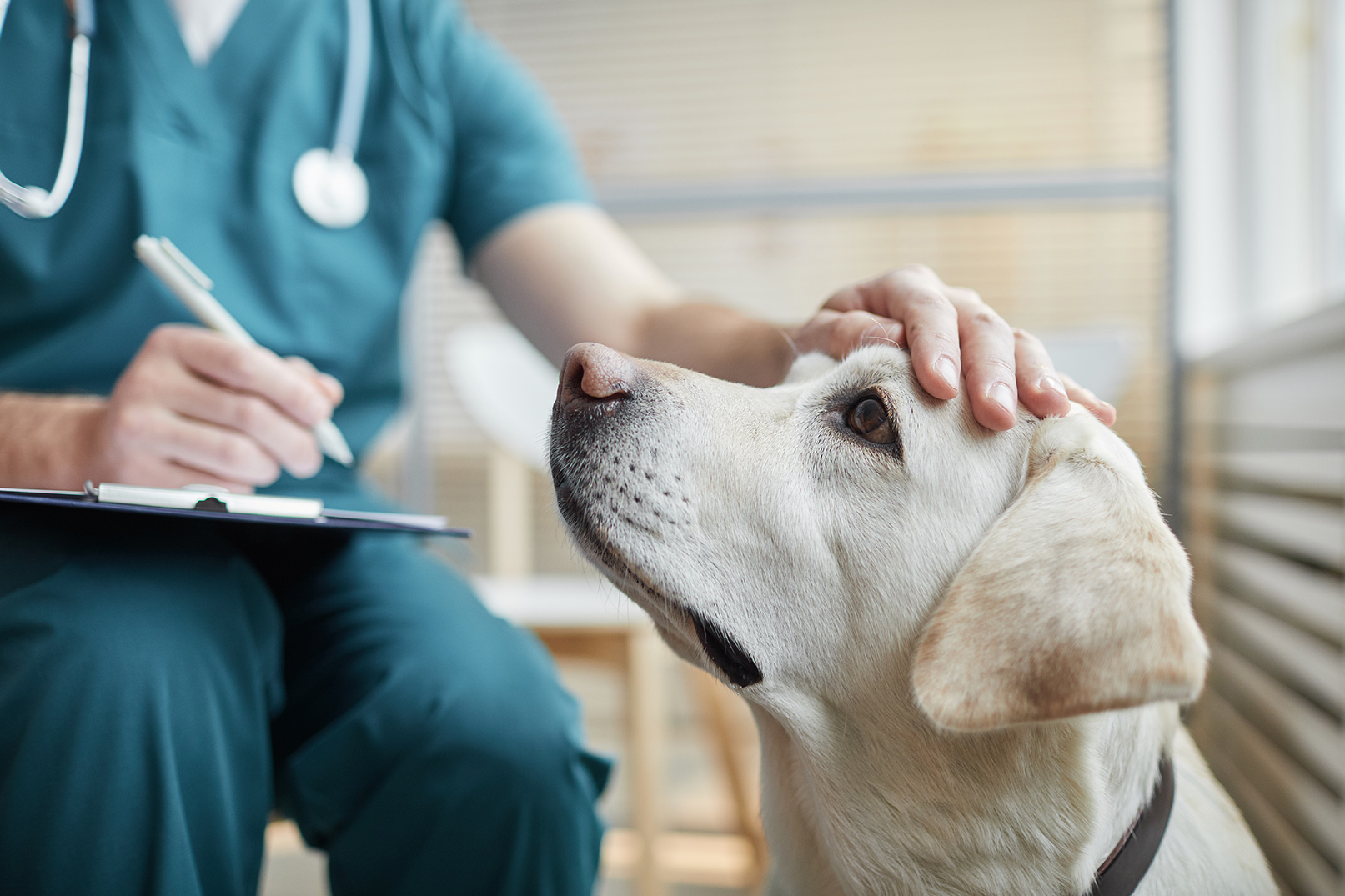 dog at rosecrans vet clinic during appointment for Pet Bloodwork Services in Hawthorne, CA