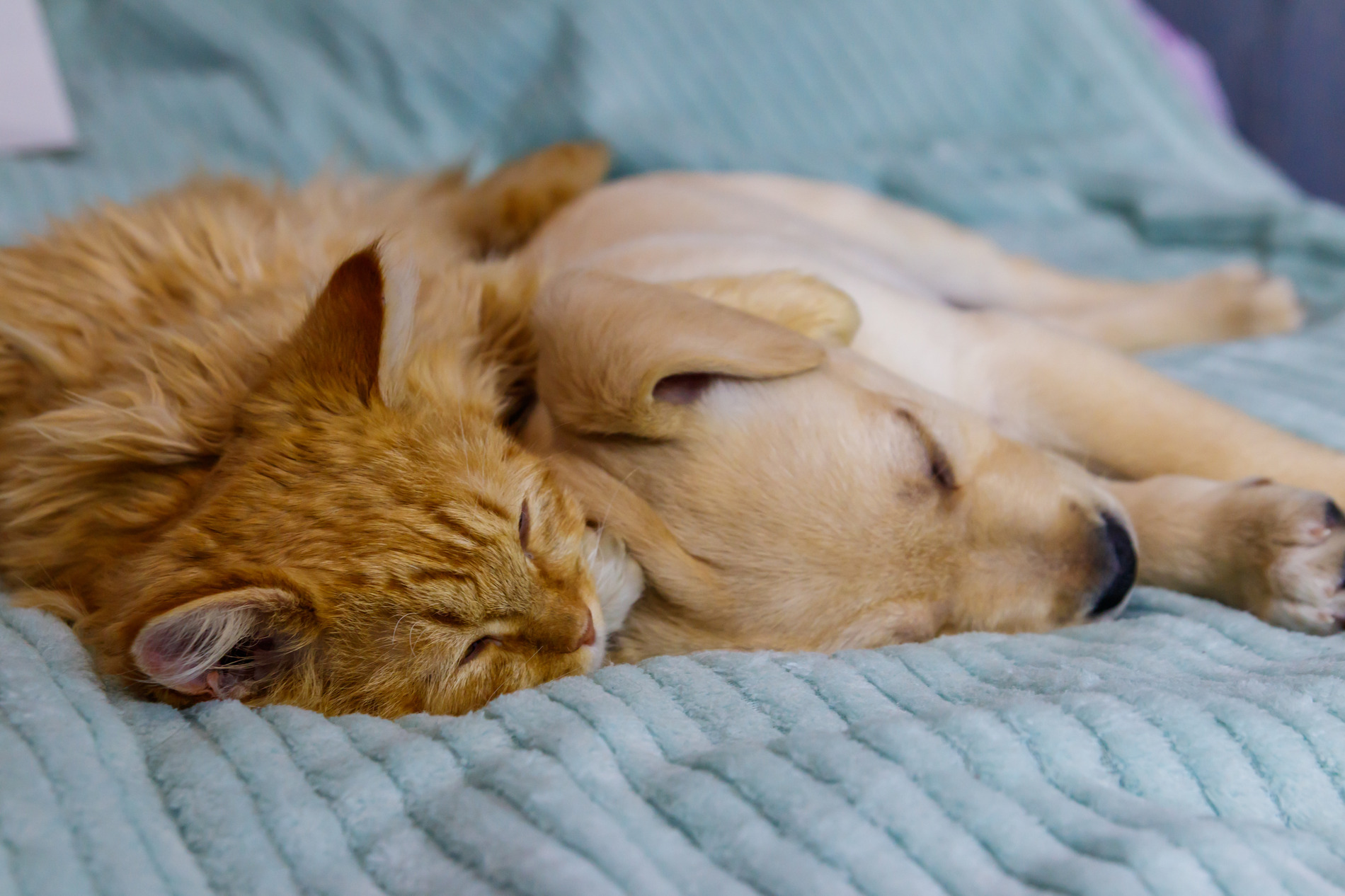 Puppy and Kitty snuggle in Hawthorne CA