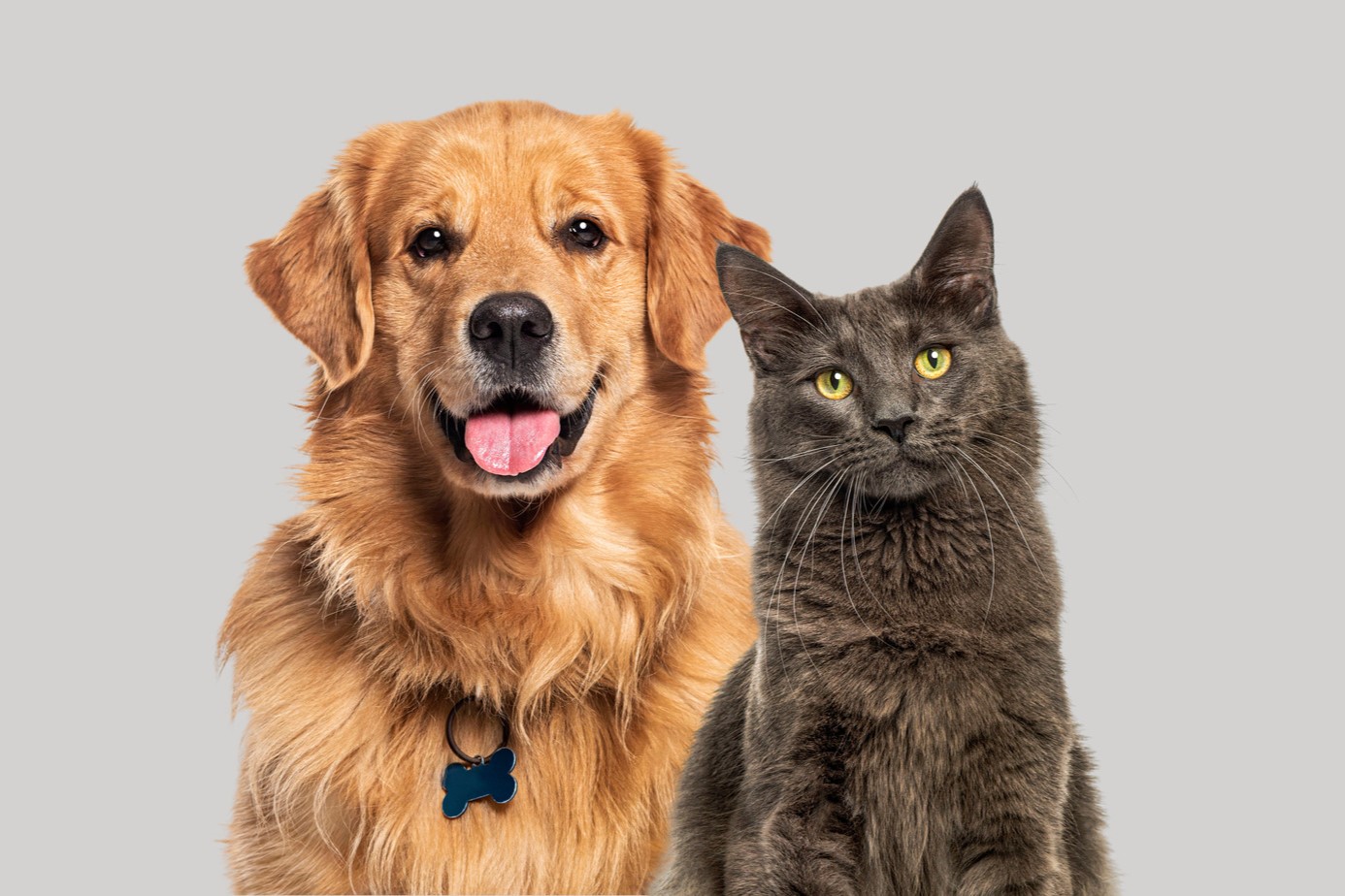 Happy dog and cat after Veterinary care in Hawthorne CA