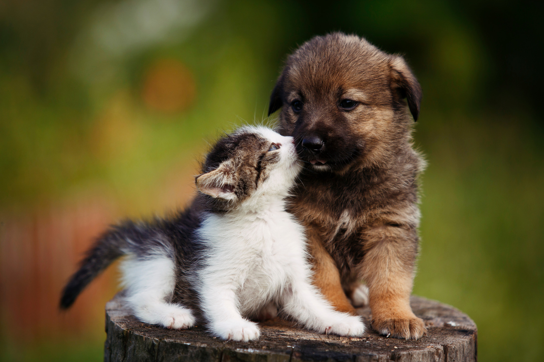 Kitten and puppy after spay and neuter services in Hawthorne CA