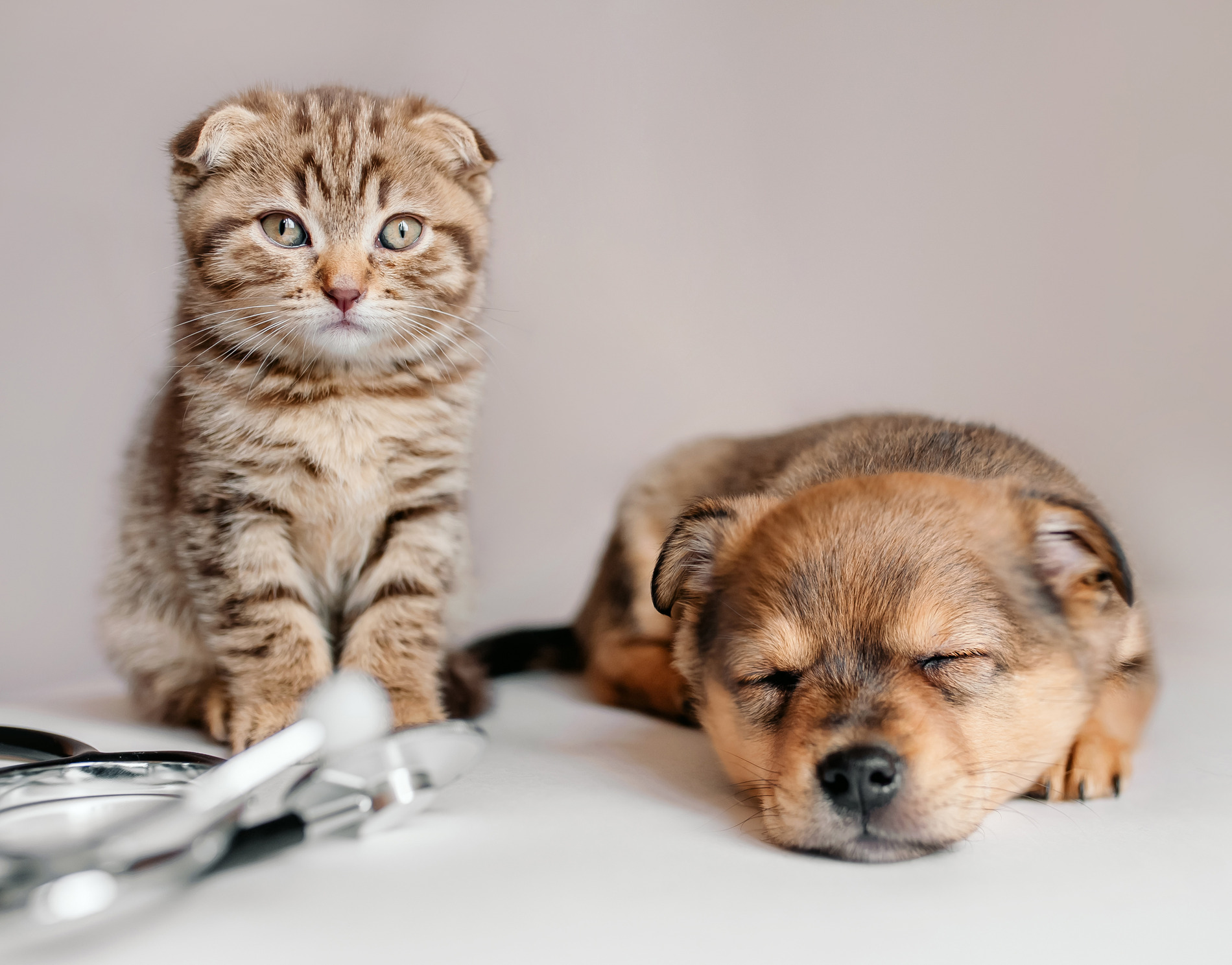 Kitten and puppy at Rosecrans Veterinary Clinic in Hawthorne CA