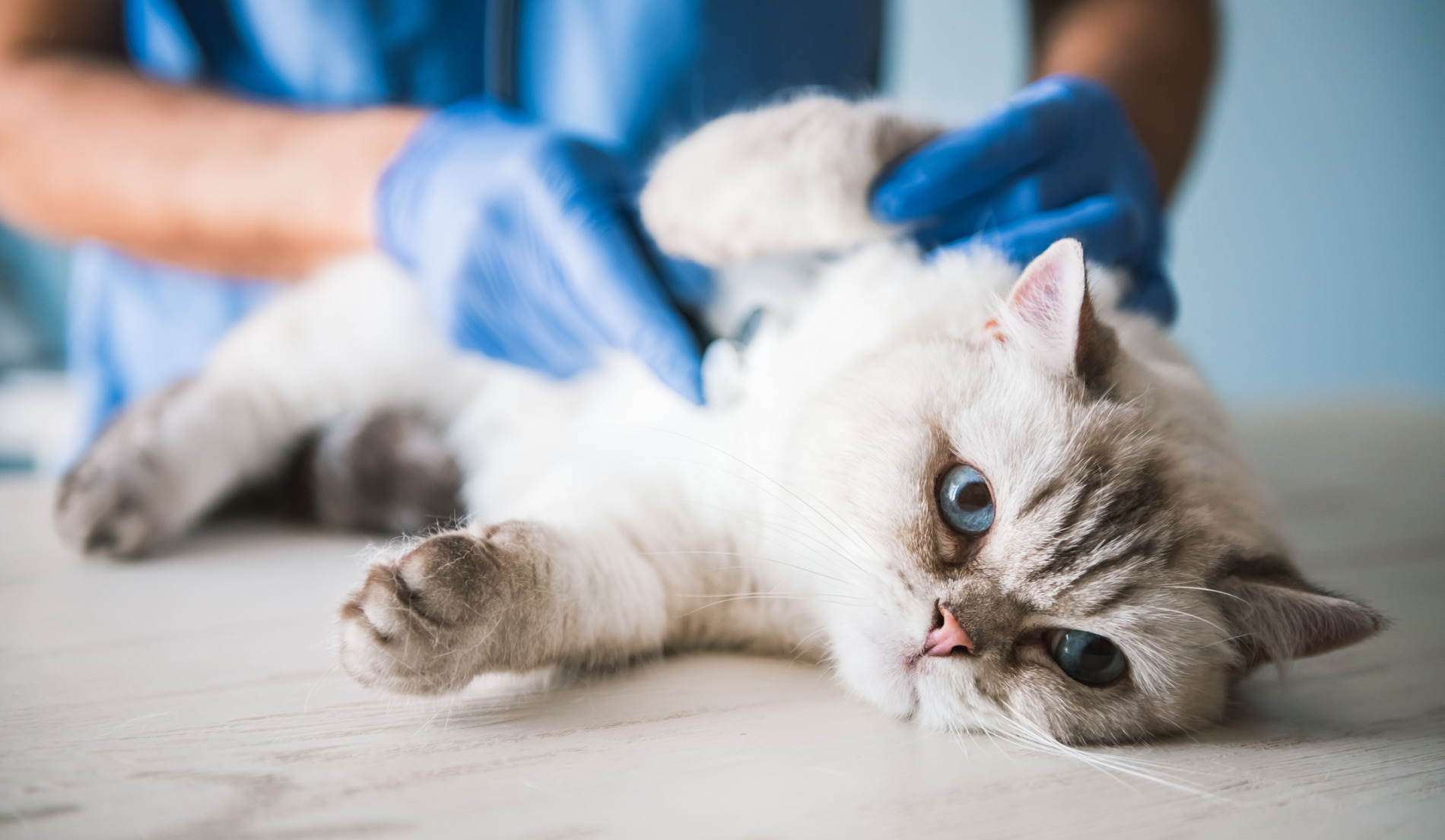 Cat recieving a mass removal surgery in Hawthorne CA