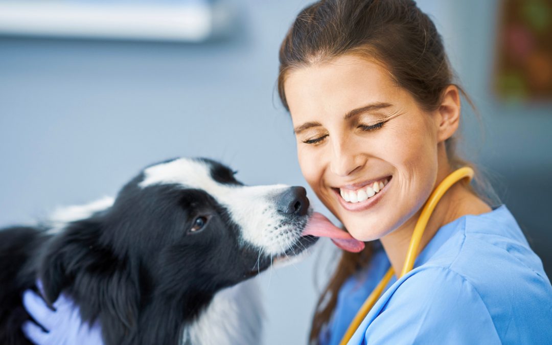 Dog licking the veterinarian at a preventive care appointement in Hawthorne CA