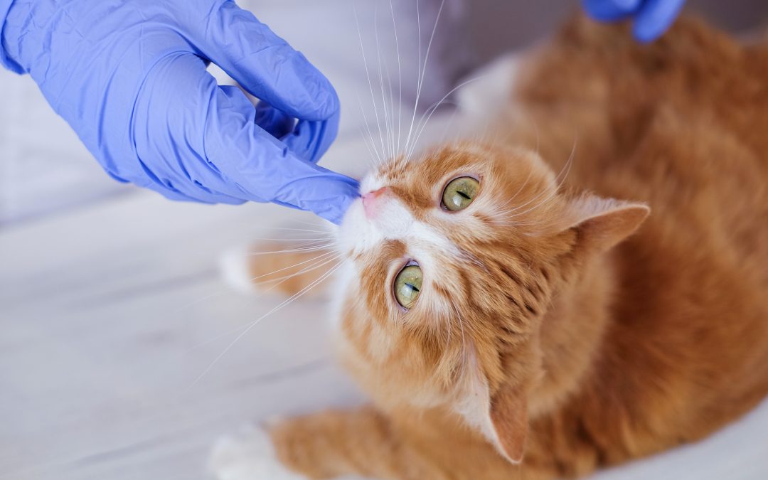 The Importance of Routine Checkups for Your Pet in Hawthorne, CA