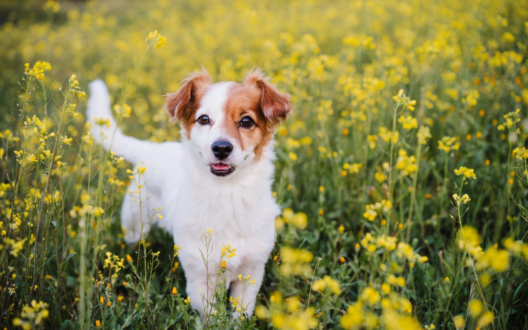 Vaccinations: Protecting Your Pet from Common Diseases in Hawthorne, CA
