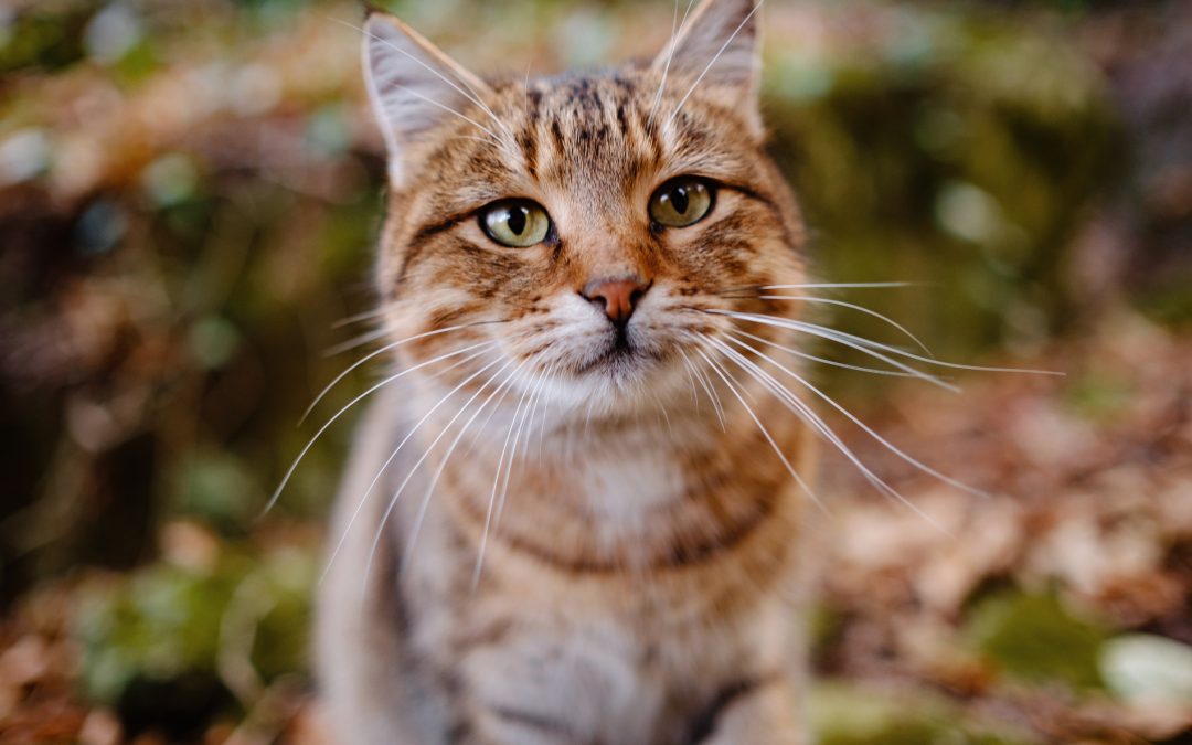 Understanding Bloodwork: What Can It Reveal About Your Pet’s Health?