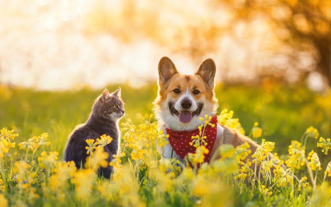 Dog and cat outside with healthy teeth after pet denatl care in Hawthorne CA