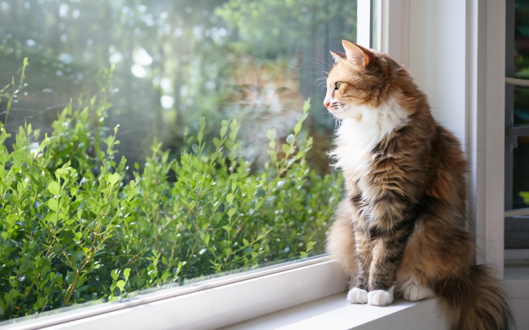 Spaying and Neutering: Benefits and What to Expect in Hawthorne, CA