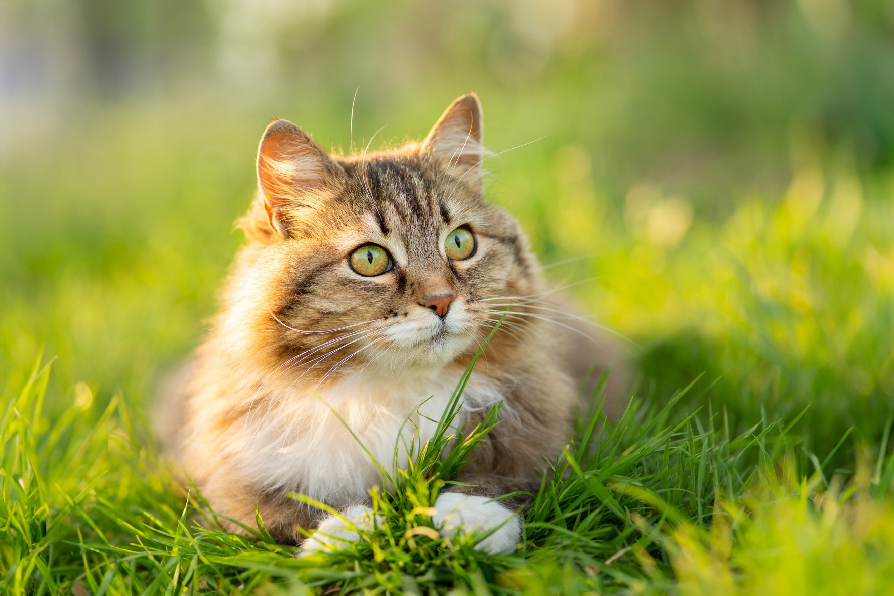 Happy cat after PulseVet Shockwave Therapy in Hawthorne