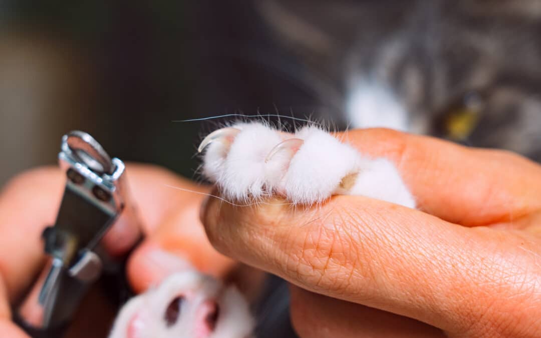 Cat gets a nail trim at the vet in Hawthorne CA