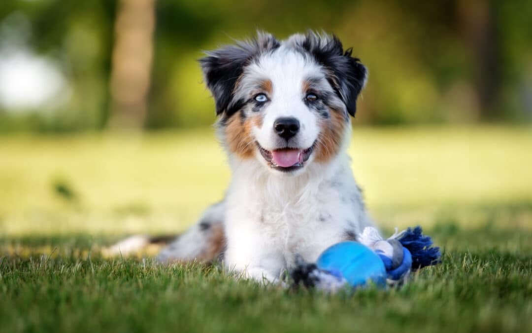 Dog plays outside waiting for the results from a Urinalysis for Pets in Hawthorne
