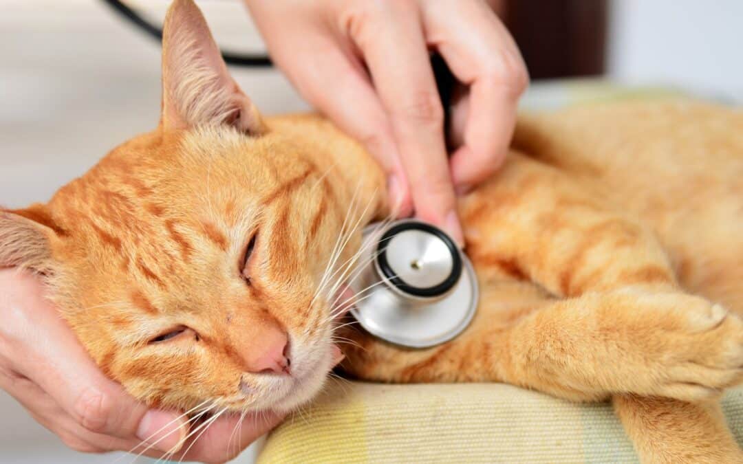 Cat at a Pet's Thyroid Screening in Hawthorne CA